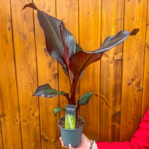 Banánovník červený (Ensete ventricosum) ‘MAURELII’ -  výška 50-60 cm, kont. C1,5L